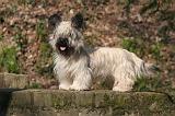 SKYE TERRIER 084
